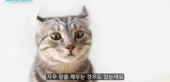 고양이 수다스러운 이유 7가지 행동 심리_3