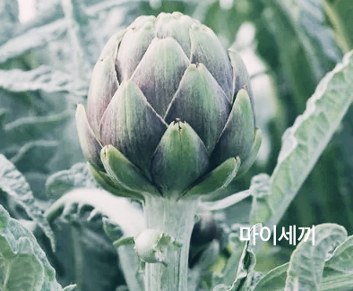 아티초크 손질법