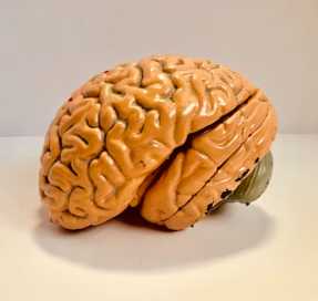 포스파티딜 세린 효능 음식 추천 부작용