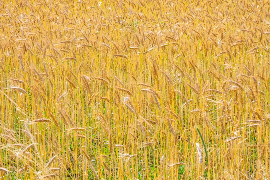 Barley.