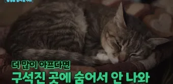 고양이 수다스러운 이유 7가지 행동 심리_19