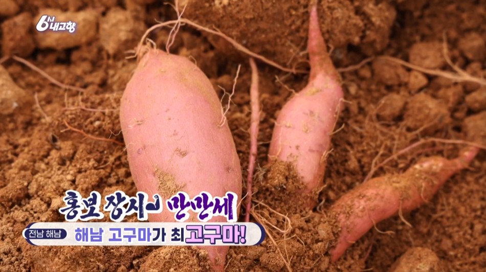 내고향스페셜 홍보장사 해남 고구마