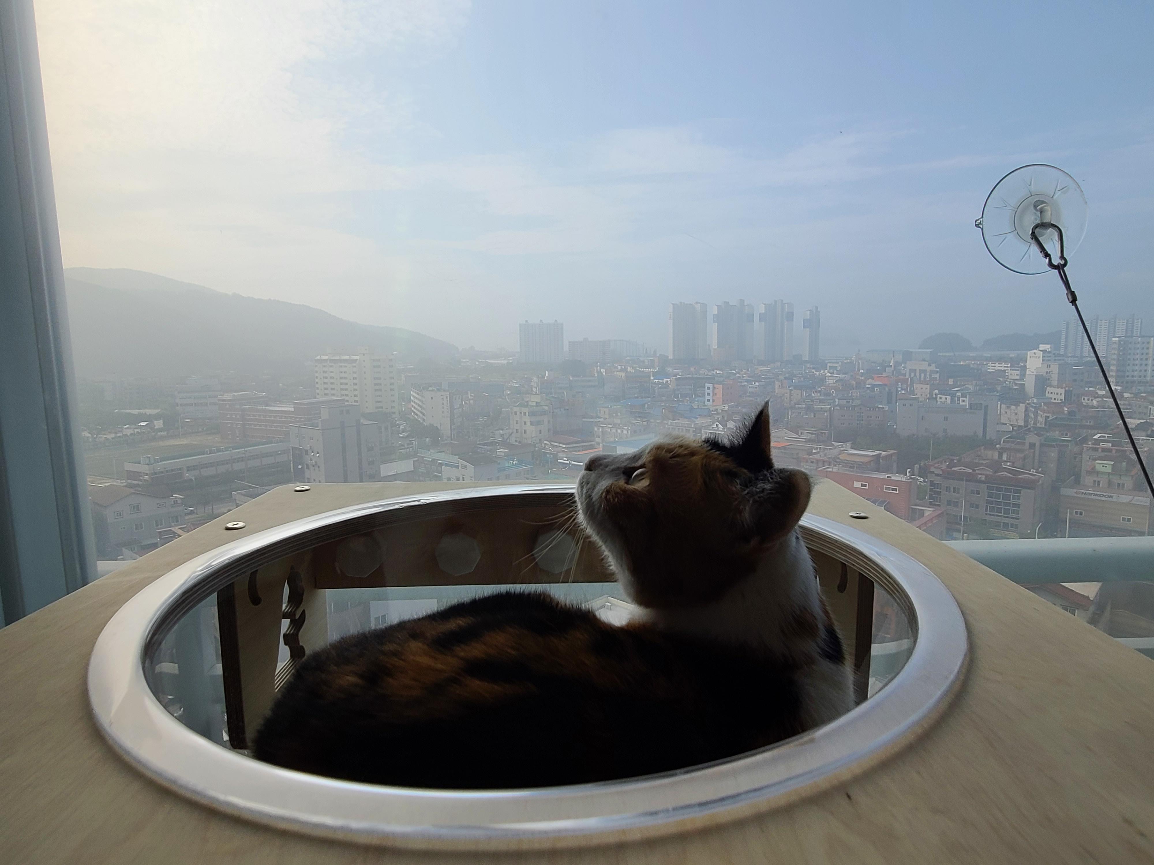 역시 니가 첫번째일줄 알았어 요미야 ㅋ(feat.캣볼 뷰 맛집_젤리,창밖)