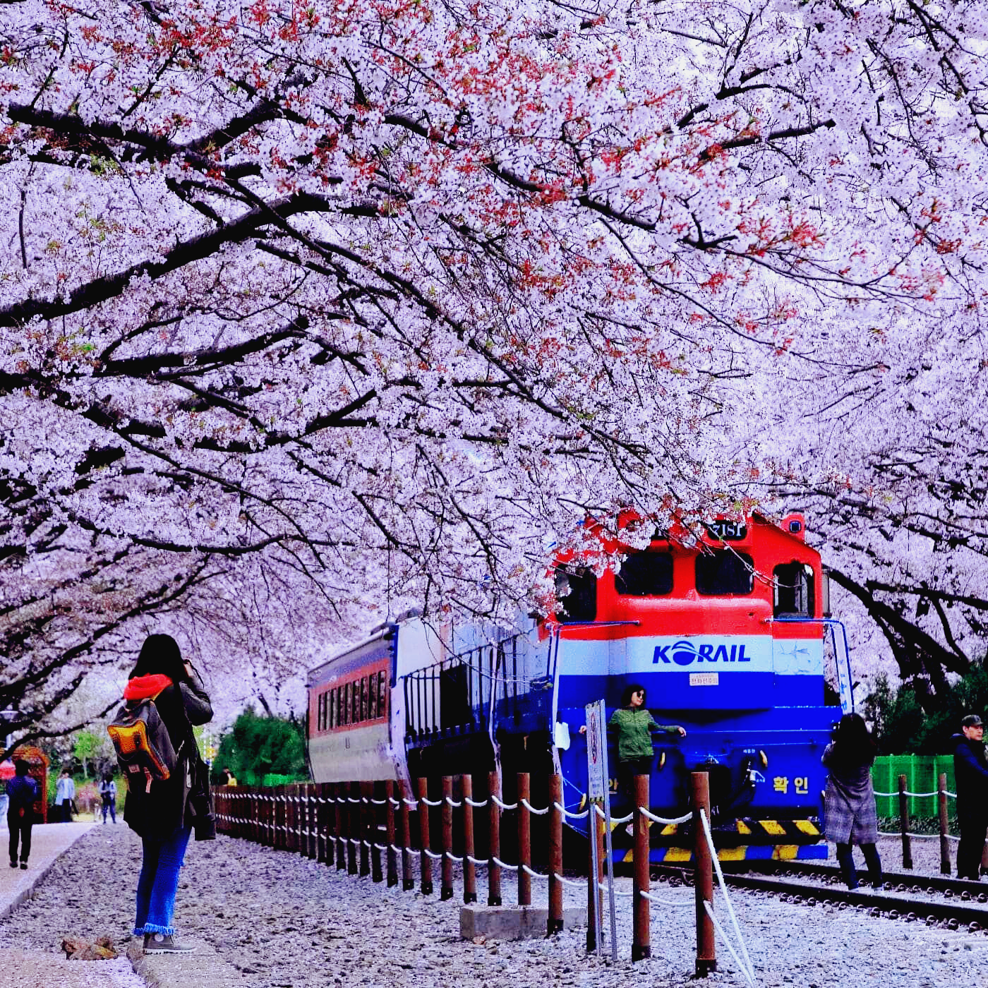 경화역 벚꽃길