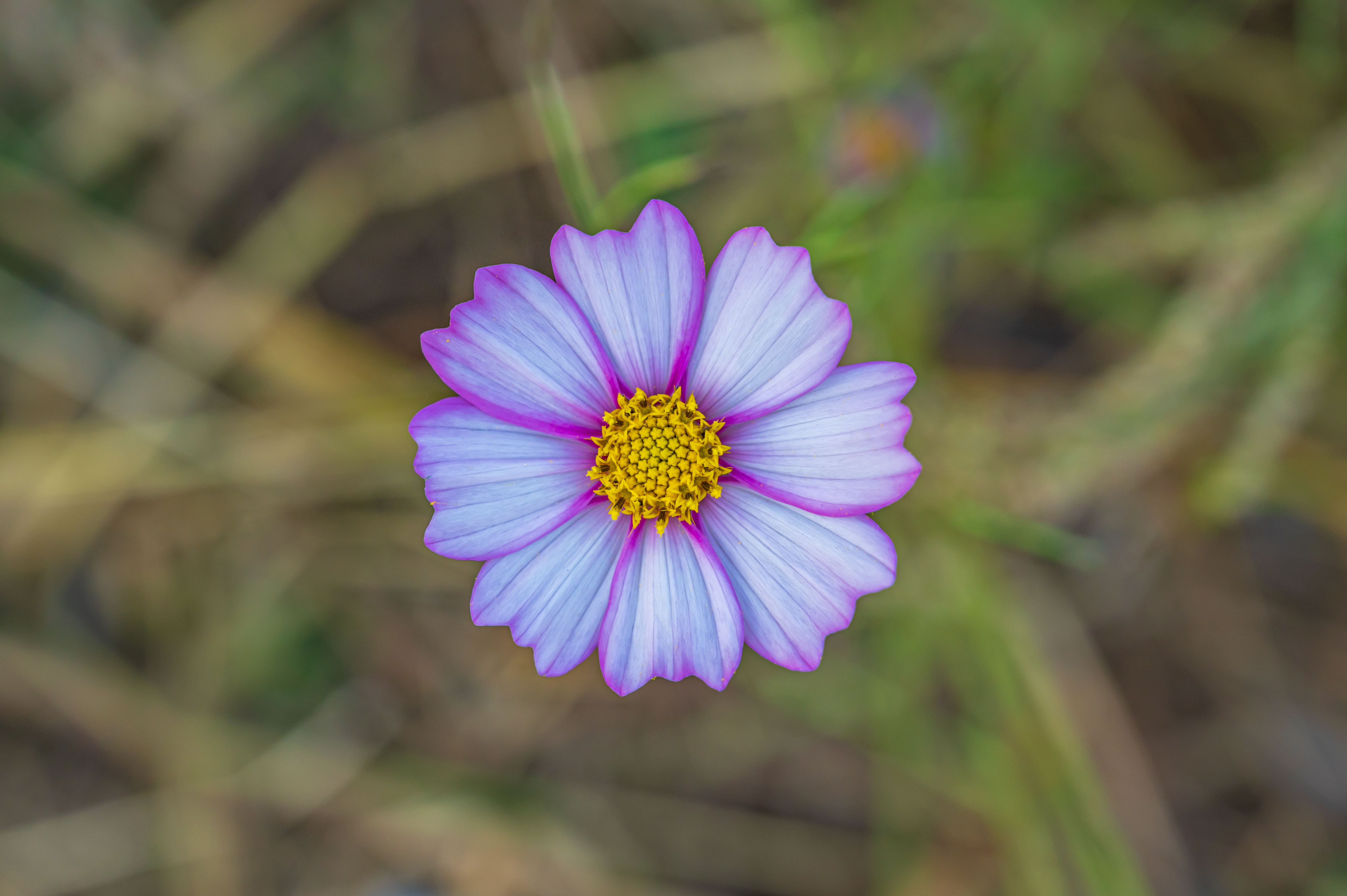  코스모스 만개 &amp;#39;세종 숲뜰근린공원&amp;#39;