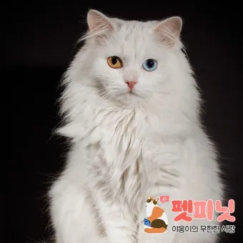작은고양이 쪼꼬미 냥이 매력 탐구 귀여움 분석_12