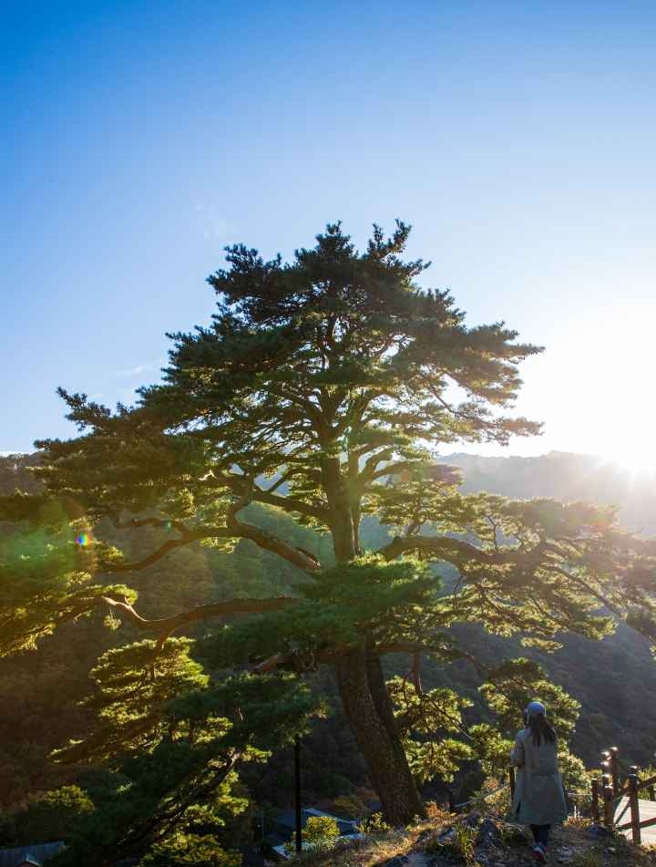 남원 지리산 천년송
