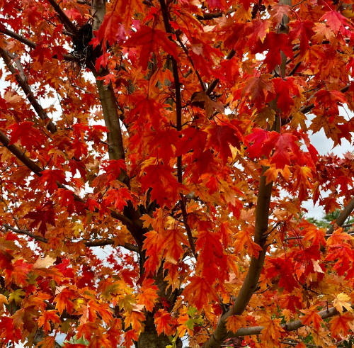빨간색 물든 단풍 나뭇잎