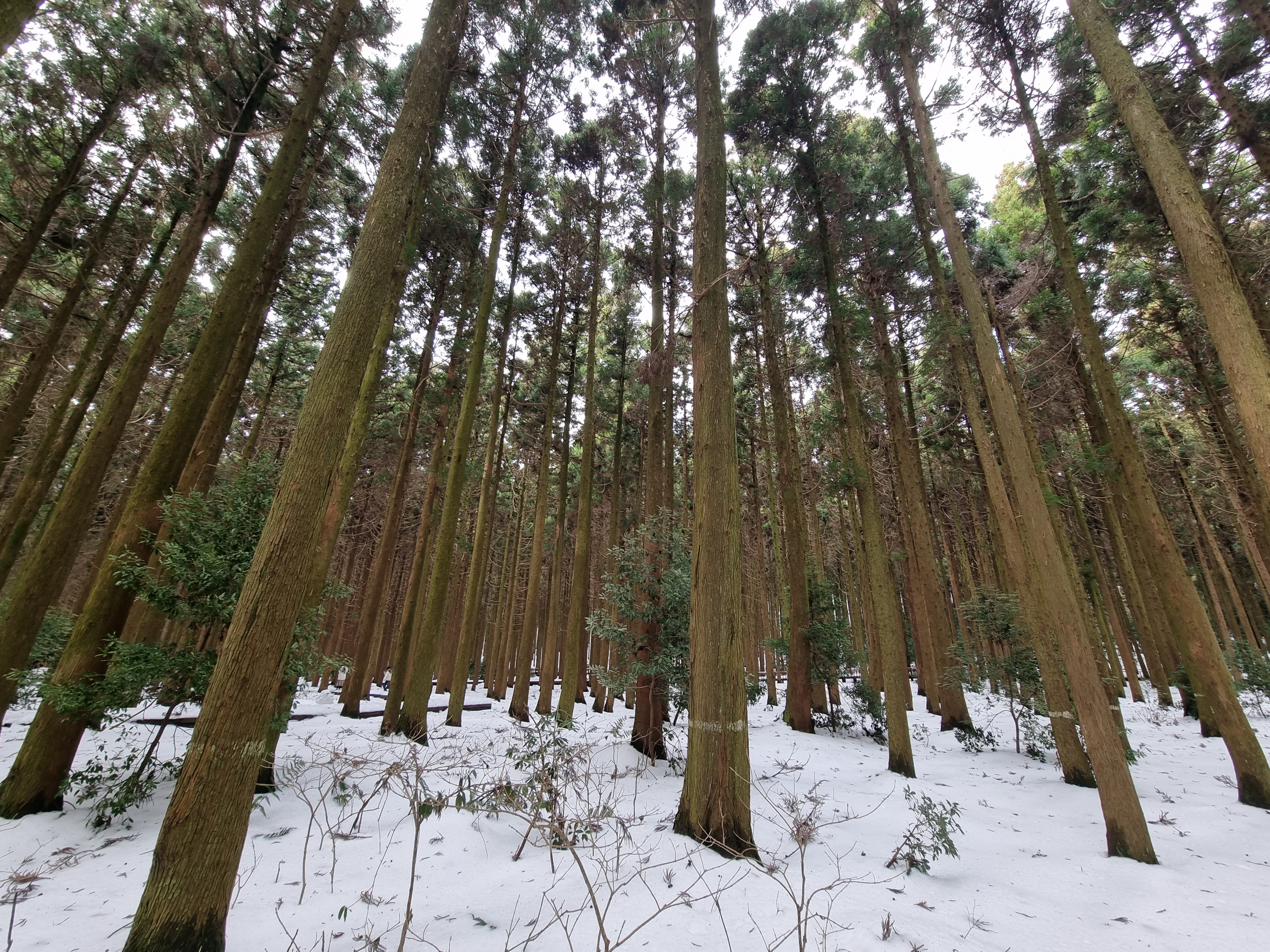 제주 눈 덮힌 사려리숲길 삼나무