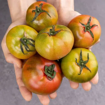 대저토마토 효능 부작용_12