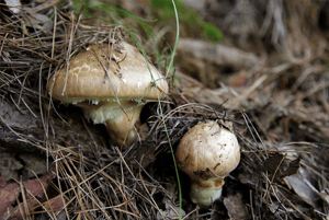 송이버섯 효능13