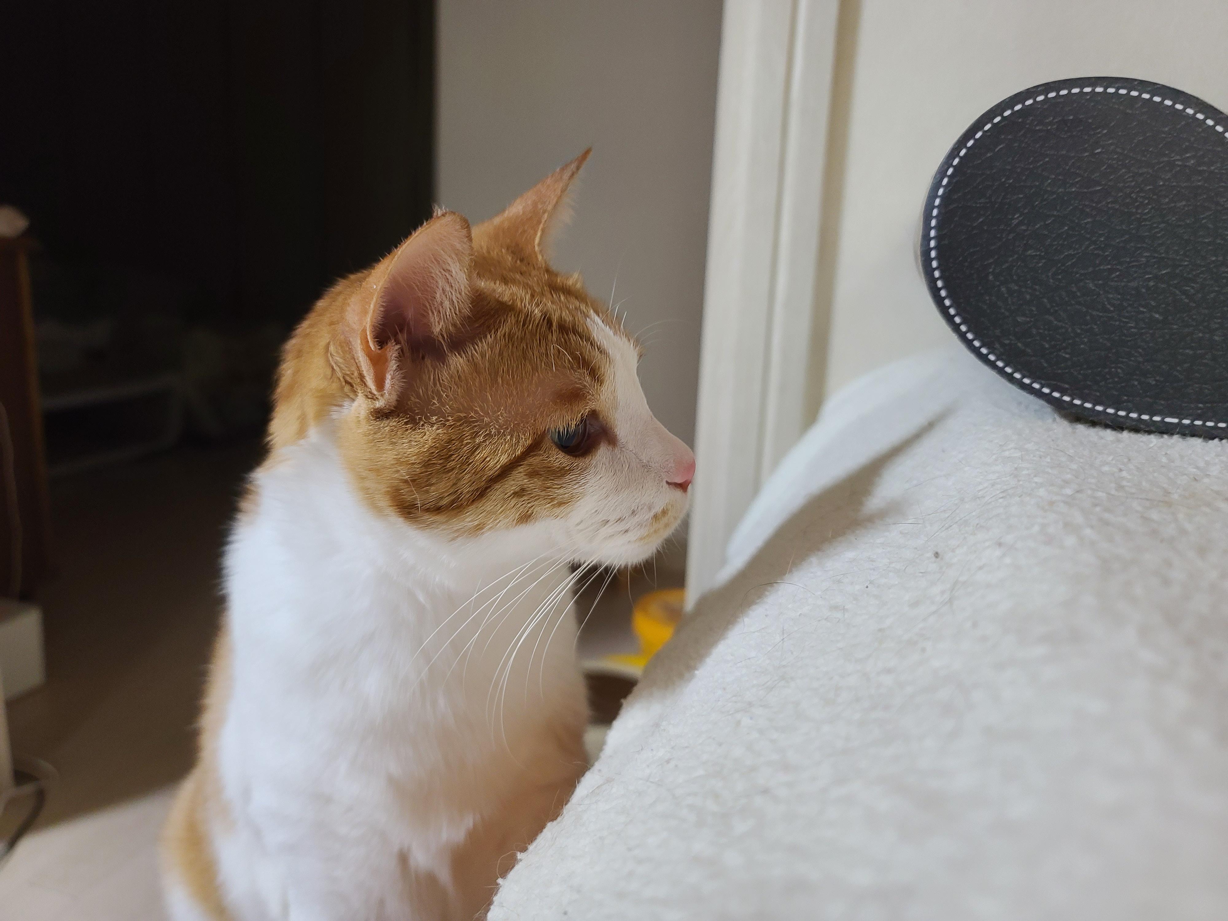 루나의 스트레스 완화를 위해 고양이 스트레스 해소에 도움이 되는 목걸이를 해봤다.