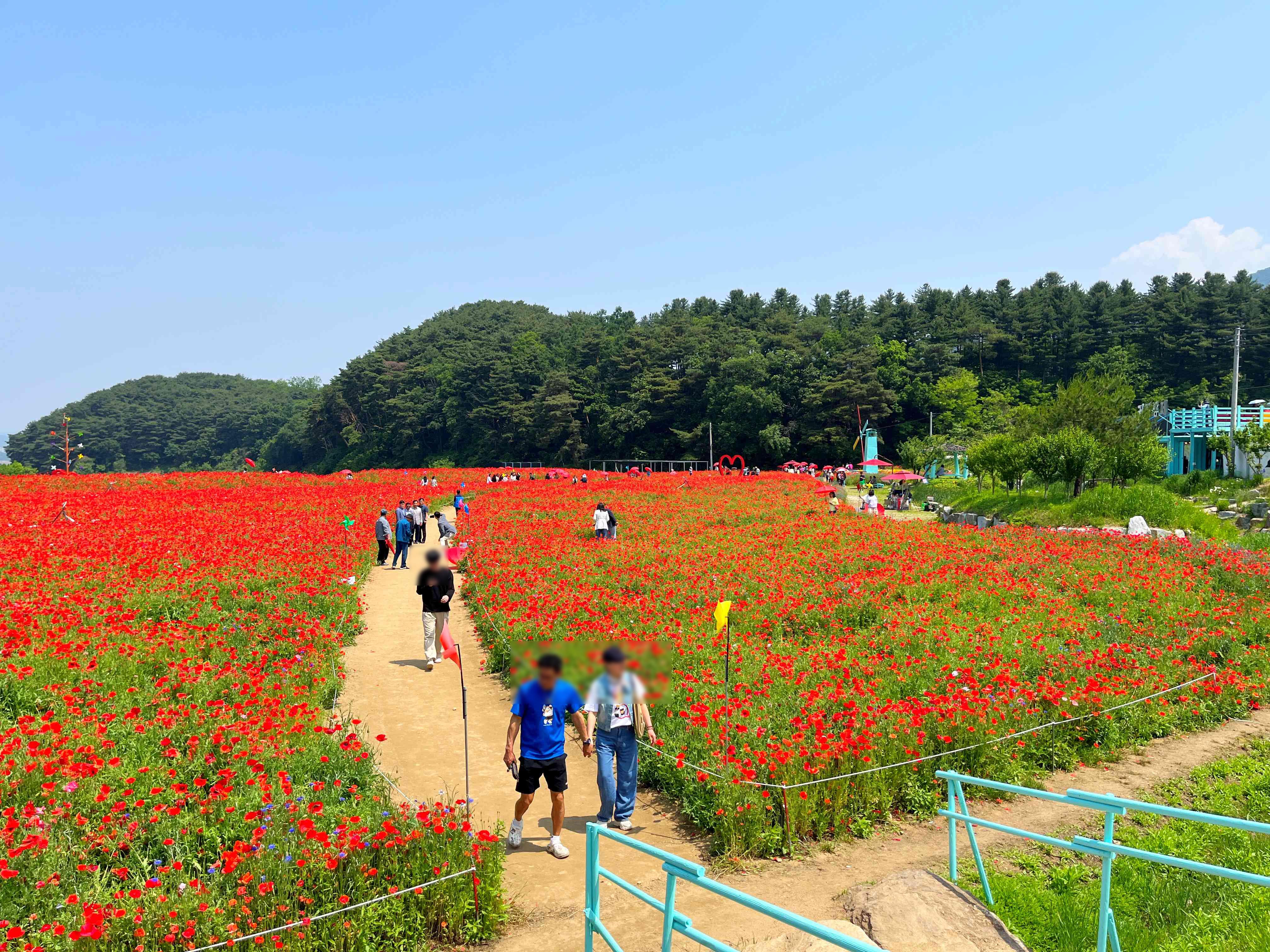 용수골 양귀비 축제