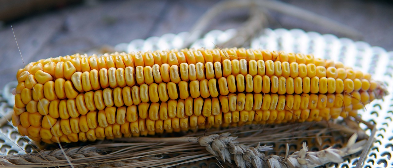  초당옥수수 삶기 꿀팁