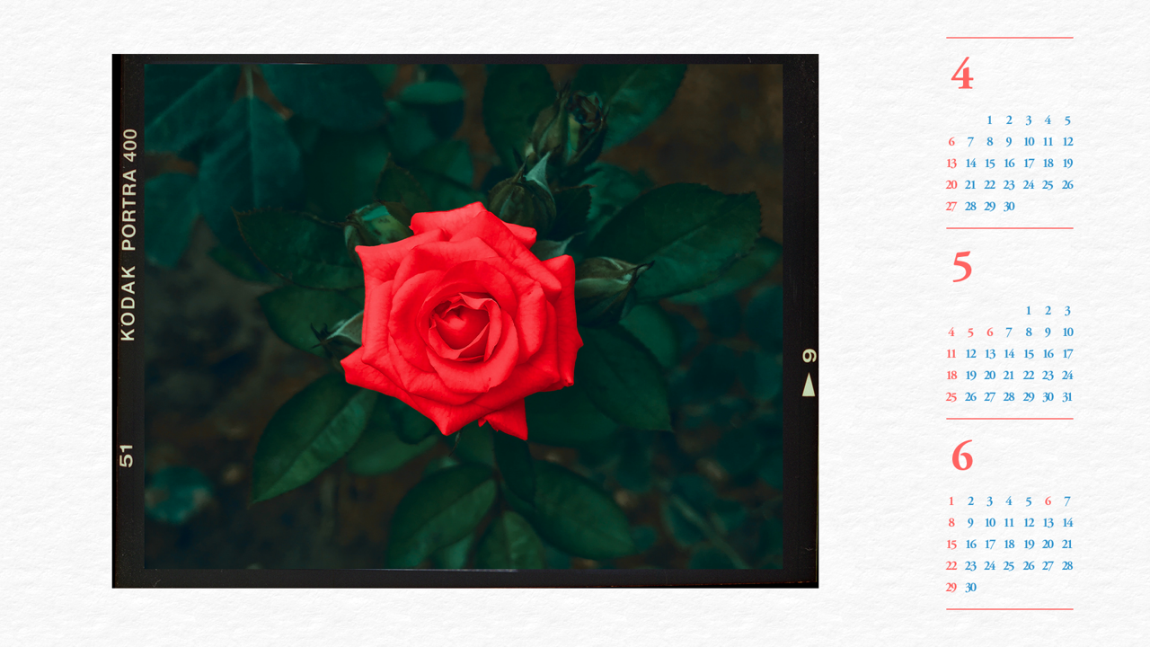 03 빨간장미 B - 2025년5월 노트북배경화면