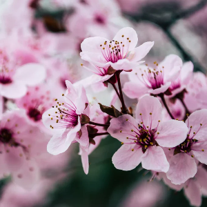 2025 대한민국 벚꽃 개화 시기 총정리! 지역별 명소 & 축제 일정