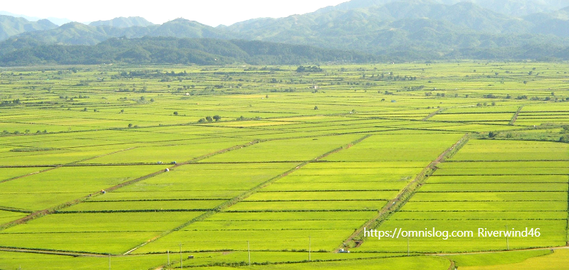 쌀농사 평야