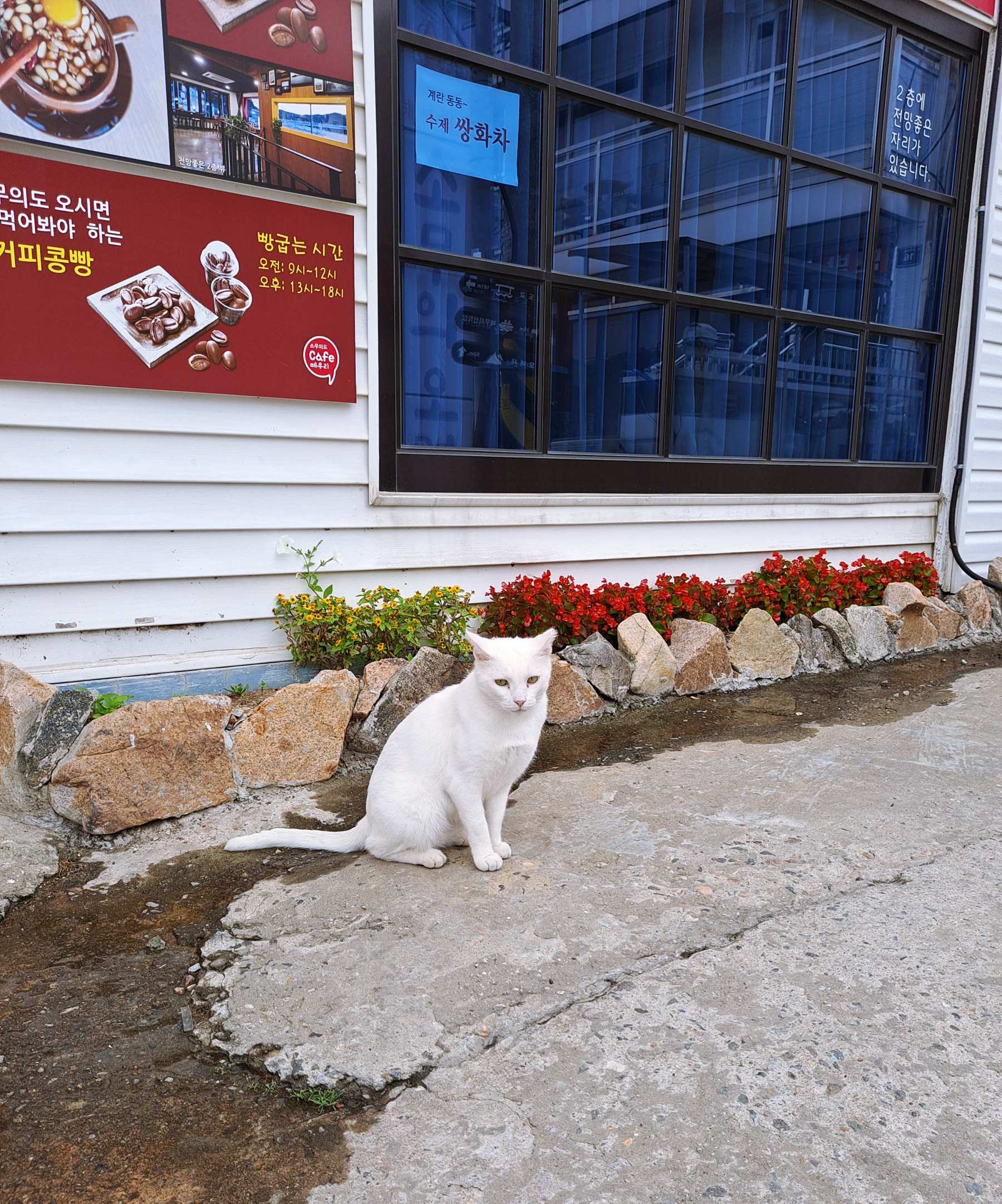 우리를 바라보는 냥이