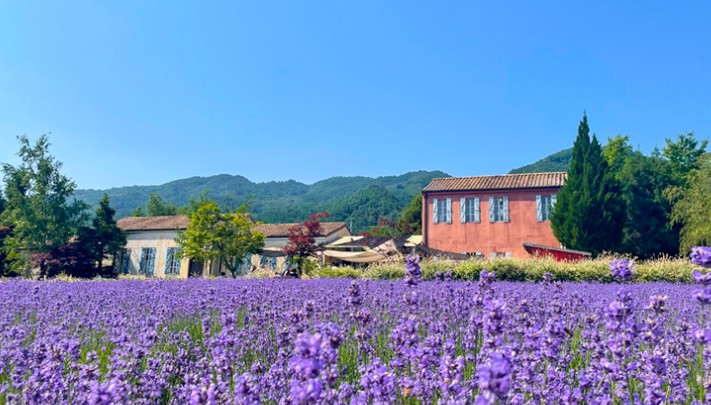 라벤더축제 / 라벤더 꽃말 / 라벤더 효능