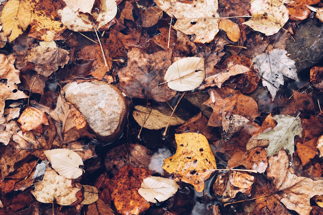 Seasonal