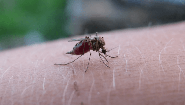 말라리아 관련주