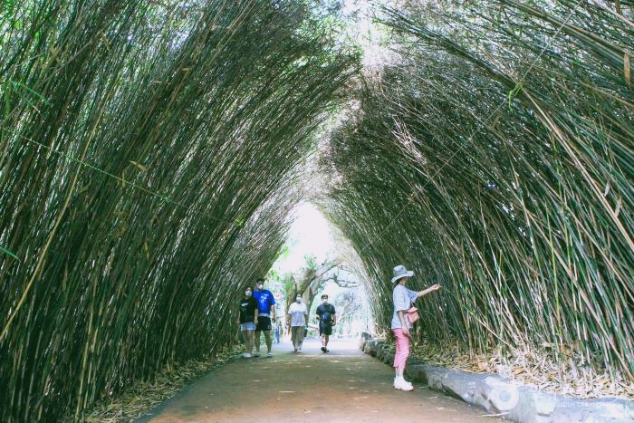 대나무 터널에 사람들이 있다.