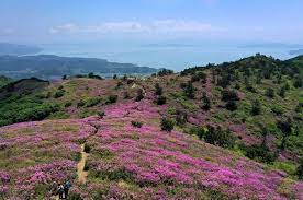 제 20회 일림산 철쭉문화행사 기본일정과 특징 소개