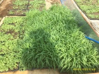 기장 재배 건조 토양 적합 파종 방법 탈곡 요령_5