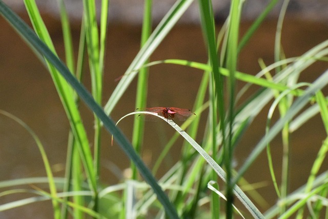 🌌 화담숲 반딧불이 축제 예약 후기: 은하수 같은 여름밤의 마법