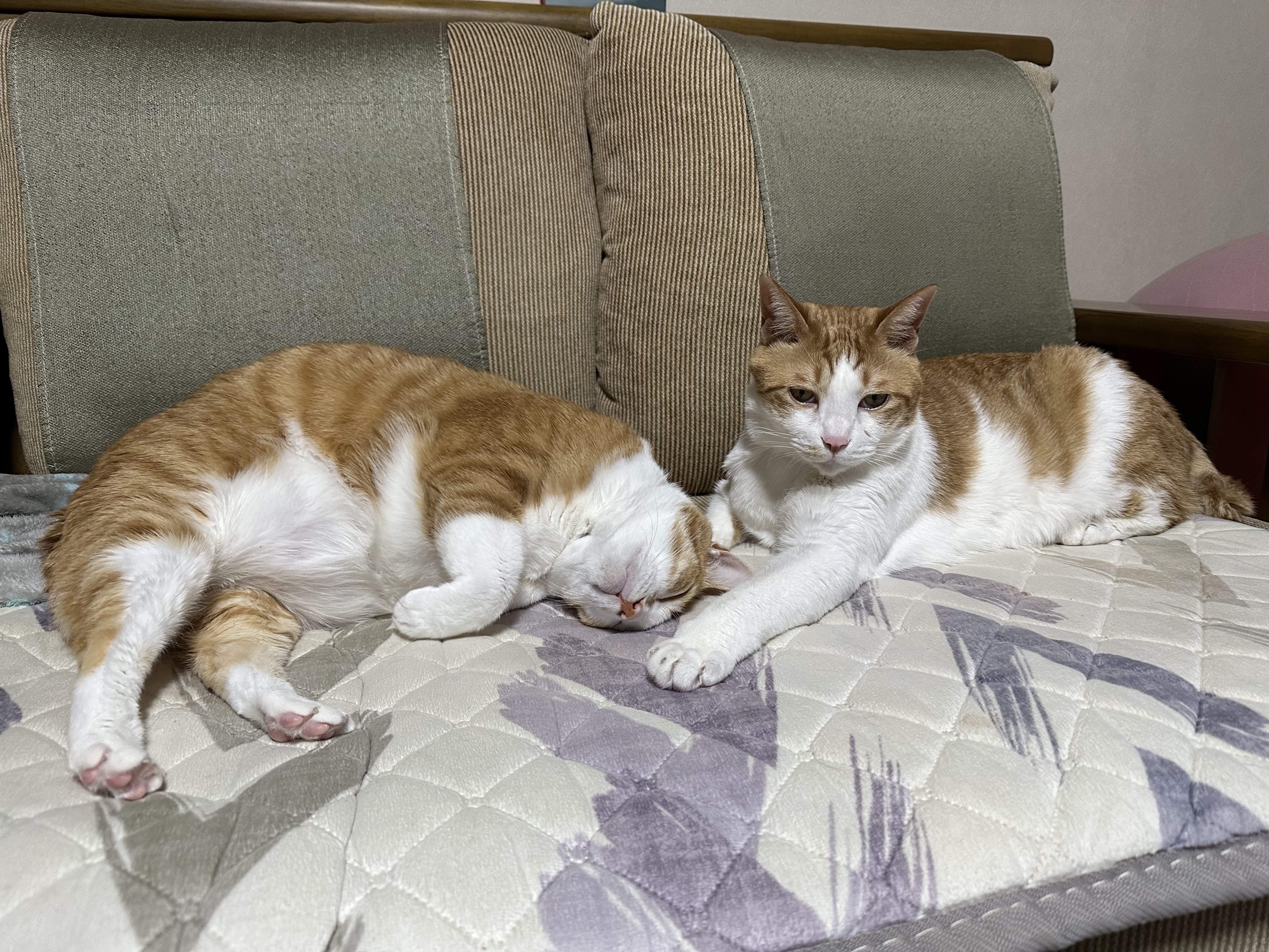 보면 힐링되는 사이좋은 치즈형제들