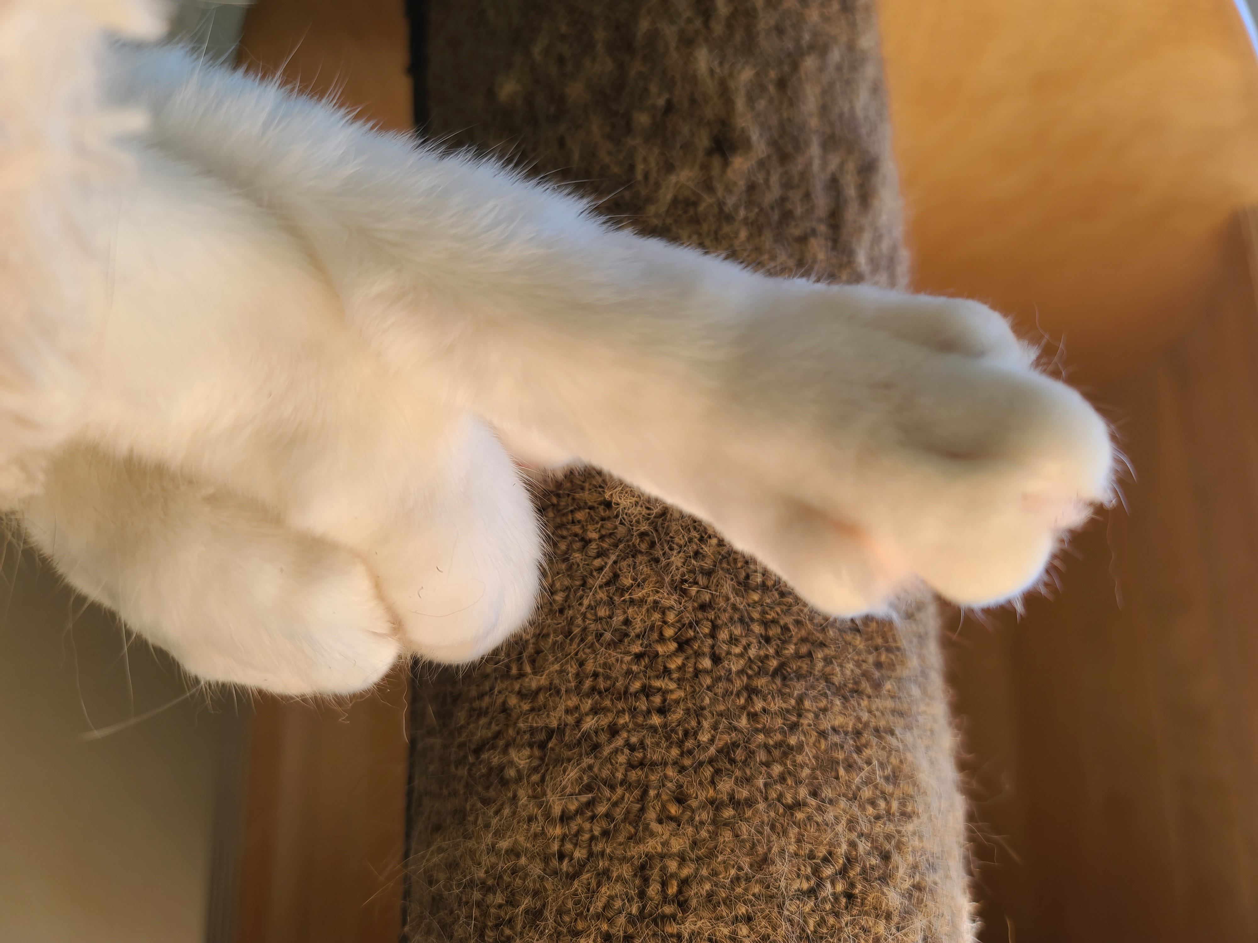 비몽사몽 잠 덜깬 고양이 요미 발 만지기 (feat.손가락 악수)