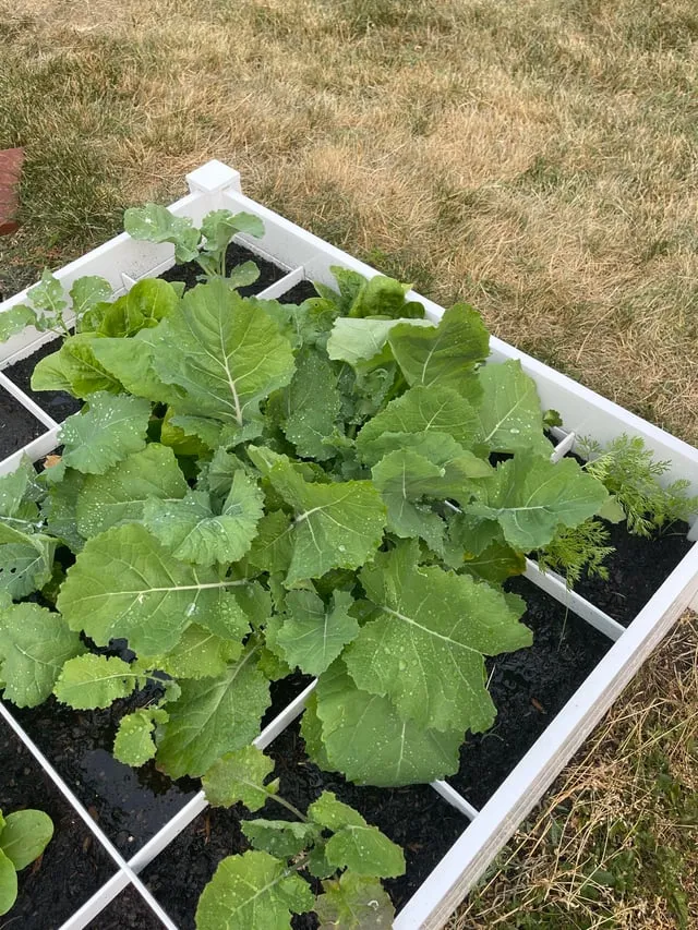 콜라드 재배 상자 텃밭 배양토 배합 병해 줄이기_6