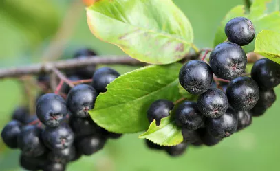 아로니아-효소-만드는법-및-효능