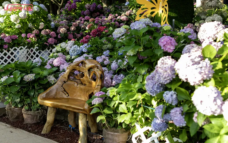 초안산수국동산