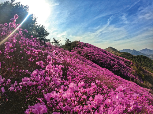 전국 진달래 명소 BEST 5, 영취산&middot;비슬산&middot;천주산&middot;북한산&middot;대둔산 개화시기&middot;코스
