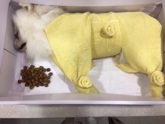 강아지에게-수의를-입히고-다리와-허리를-묶고-화장하기-전-모습