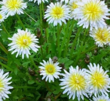 민들레 효능&amp;#44; 부작용&amp;#44; 복용법