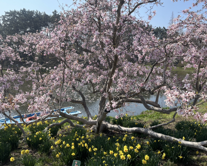 2025 천리포수목원 목련축제 일정 기간 요금 주변 코스