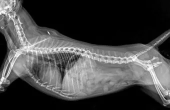 강아지 복막염 원인과 치료 방법_18