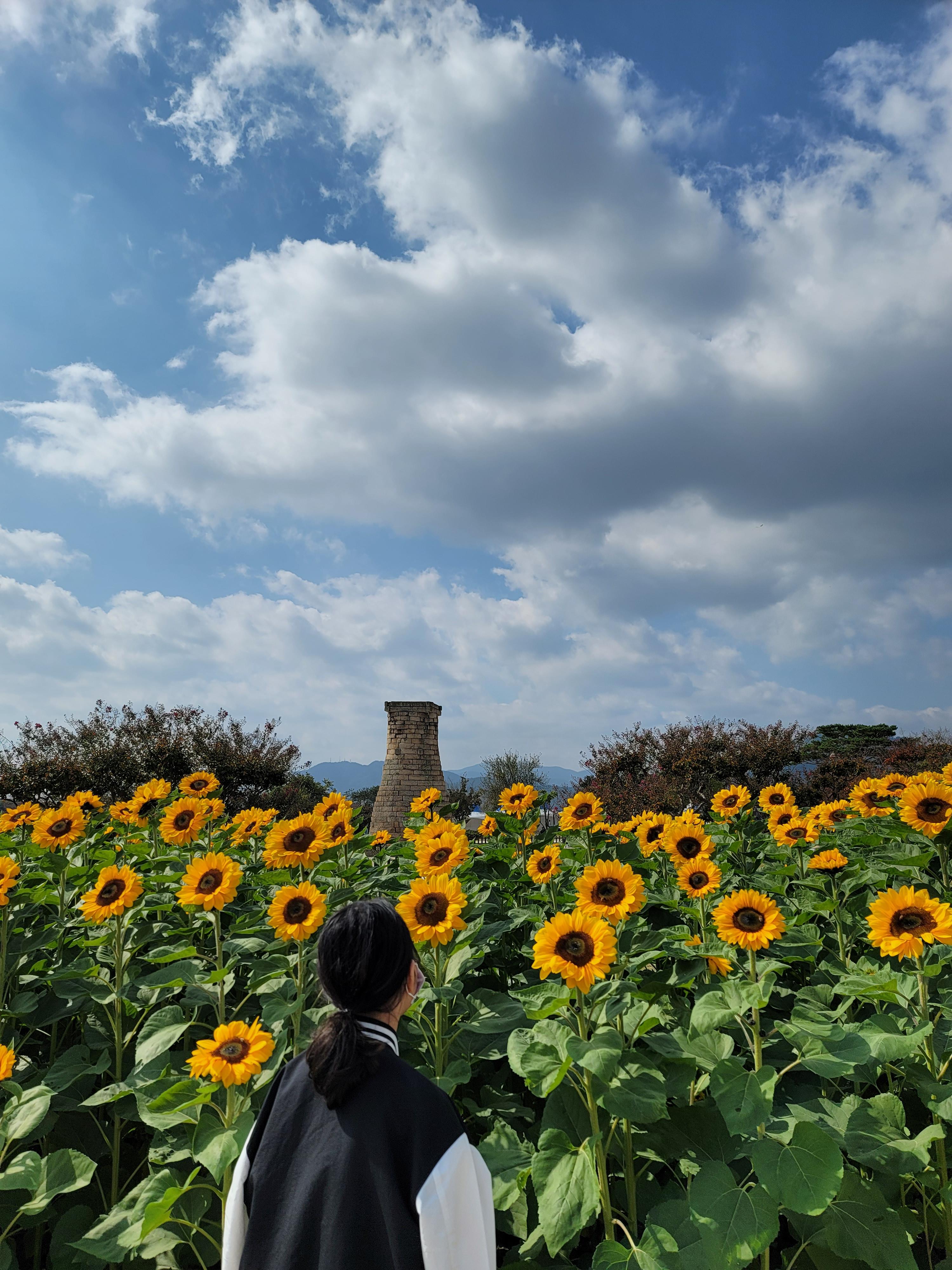 경주 첨성대 해바라기 사진