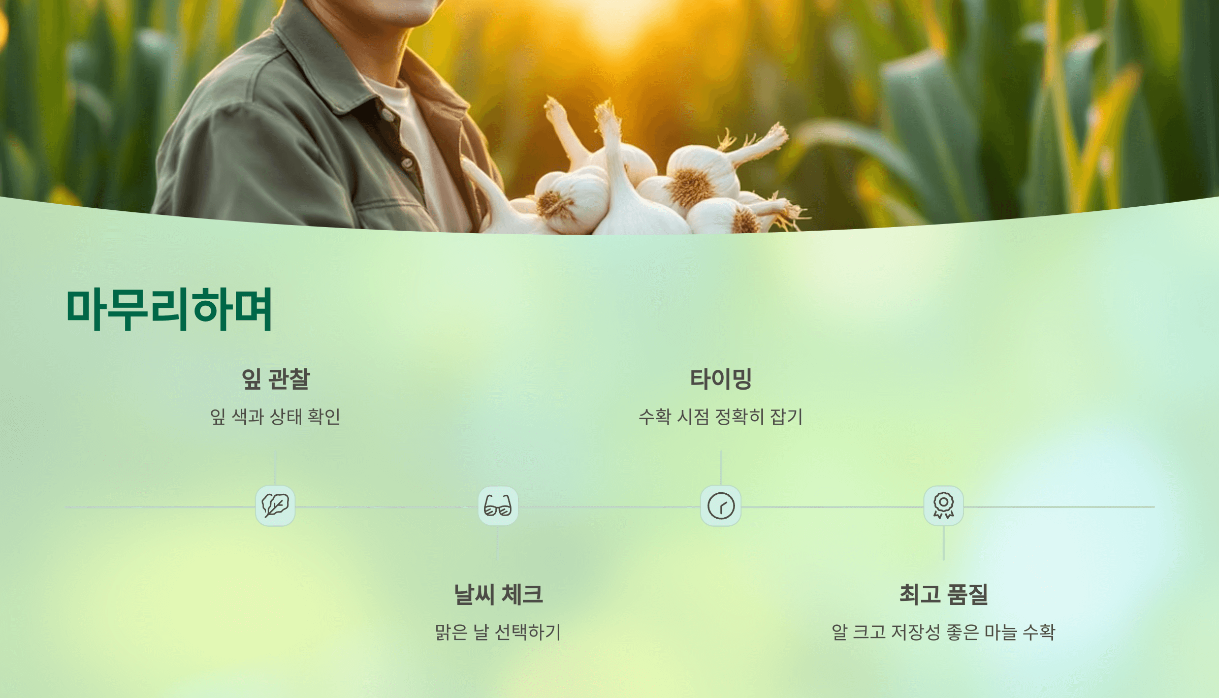 마늘 사진입니다.