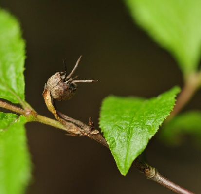 바위말발도리 열매
