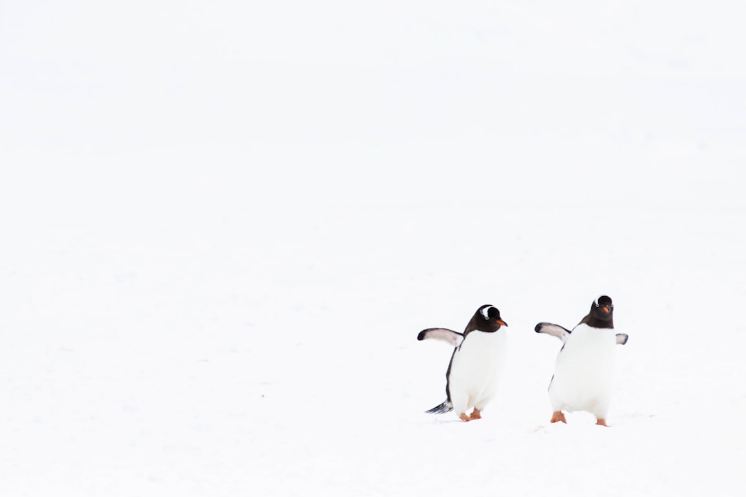 Penguin