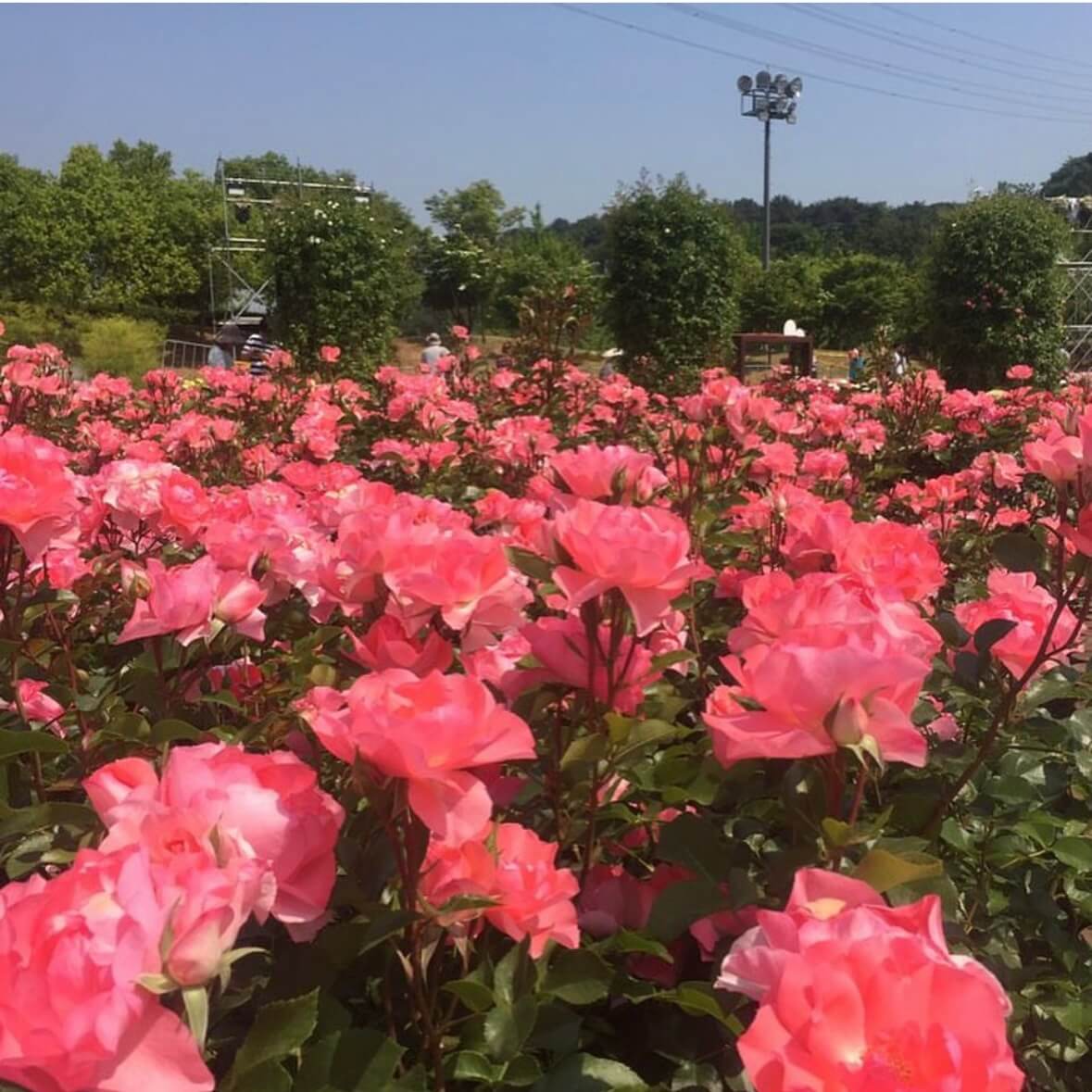 울산대공원 장미축제