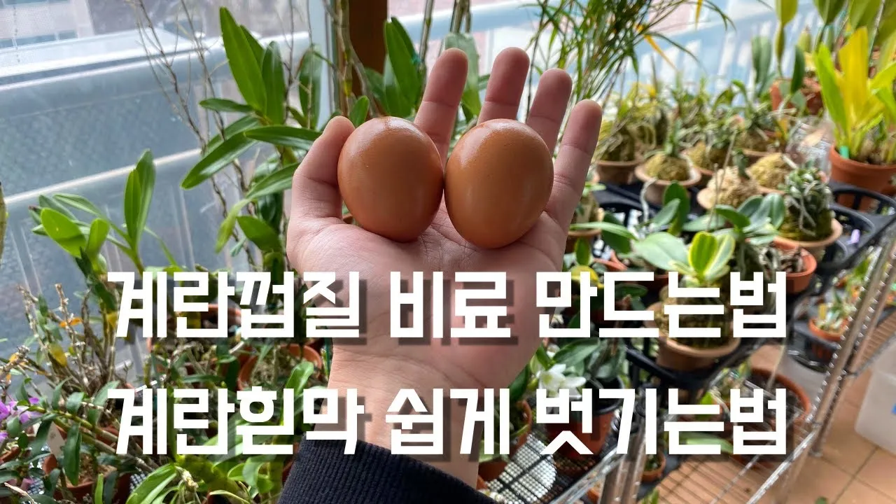 계란껍질 분말 토양개선 칼슘보충 사용요령 초보도 따라하기_5