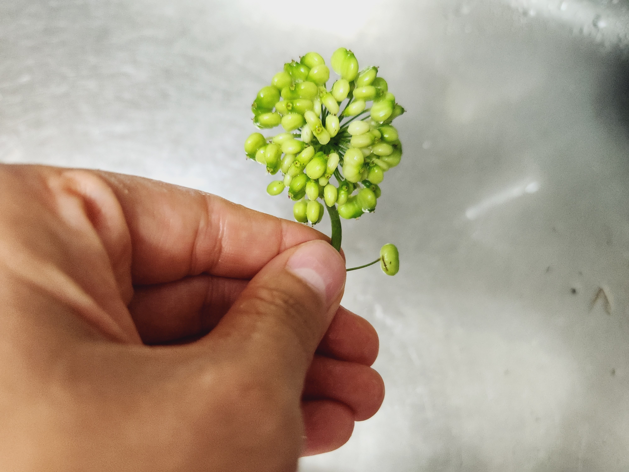 산양삼 먹는방법 효능 장뇌삼 차이는?