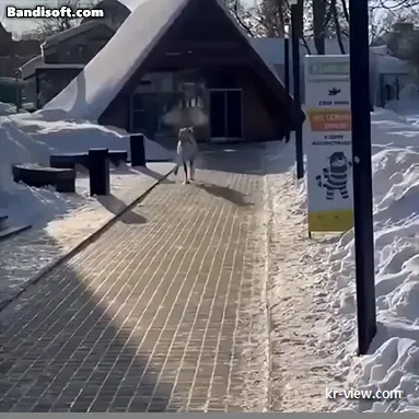 img.webp?credential=yqXZFxpELC7KVnFOS48ylbz2pIh7yKj8&expires=1767193199&allow_ip=&allow_referer=&signature=rEb3tD7%2FriLDDHlCtrOXpFJRjIg%3D