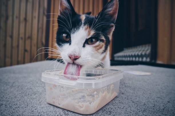 고양이 나이별 습식 사료 추천