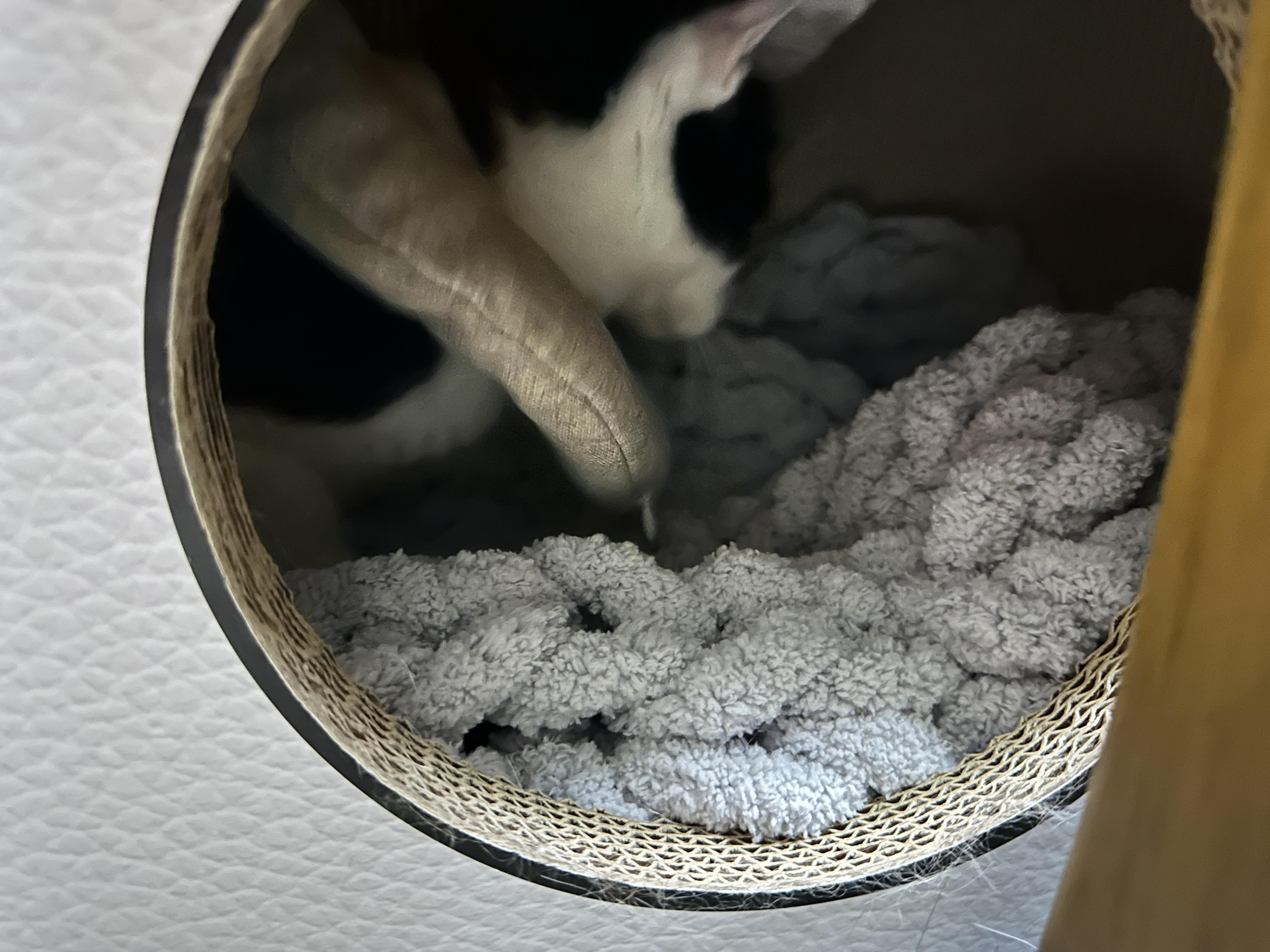 청키수면사_방석_위에서_꾹꾹이중인_두리