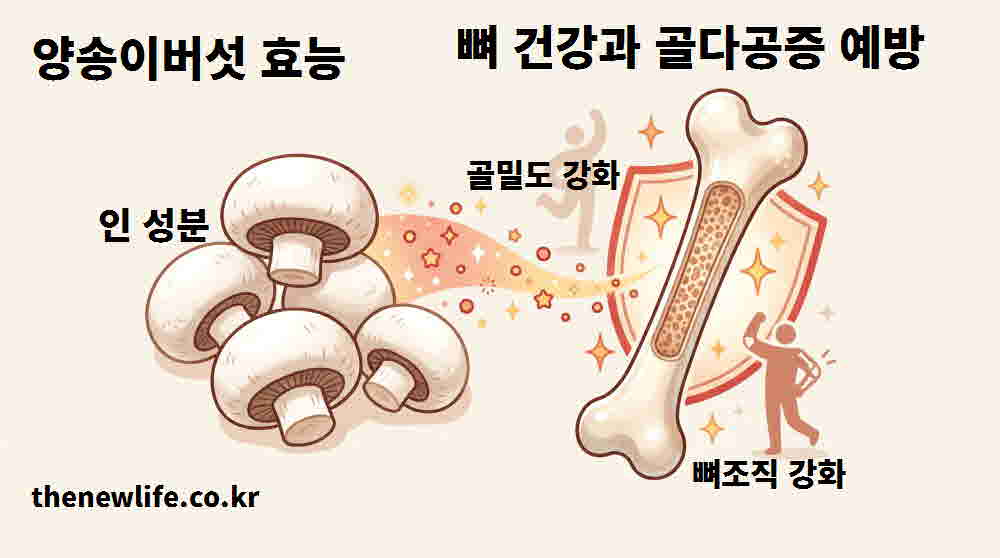 양송이버섯 효능 뼈 건강 골다공증 예방